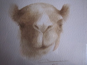 Photo grand format du tableau 'Camel'