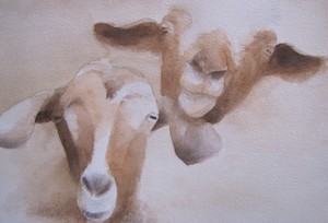 Photo grand format du tableau 'Chèvres